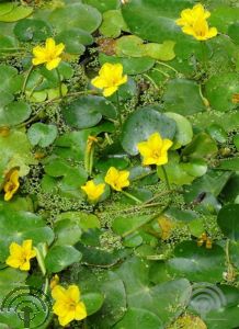 Nymphoides peltata