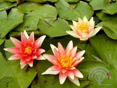 Nymphaea 'Sioux'