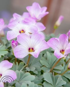 Oxalis adenophylla