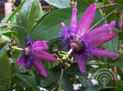 Passiflora 'Amethyst'