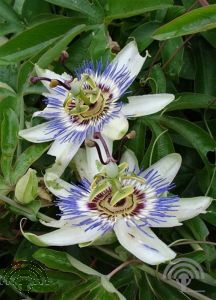 Passiflora caerulea