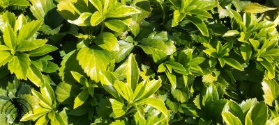 Pachysandra term. 'Green Carpet'