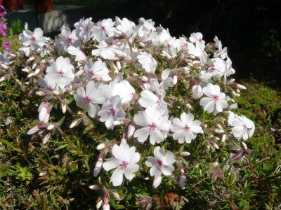 Phlox (S) 'Amazing Grace'