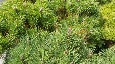 Pinus mugo 'Benjamin'