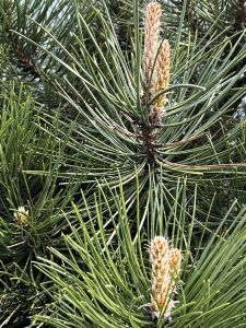 Pinus nigra 'Green Tower'