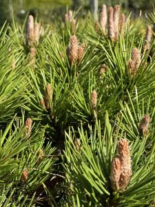 Pinus nigra