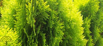 Platyclados or. 'Aurea Nana'
