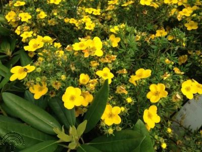 Potentilla f. 'Klondike'