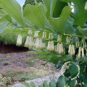Polygonatum multiflorum