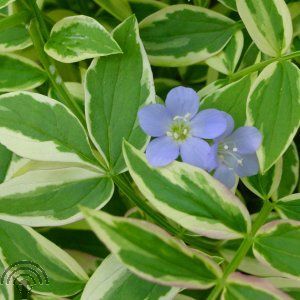 Polemonium rept. 'Stairway to Heaven'