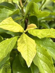 Prunus d. 'Reine Claude d'Oullins'