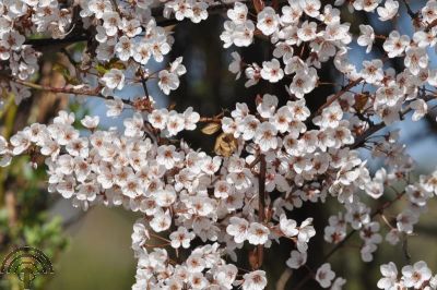 Prunus 'Trailblazer'