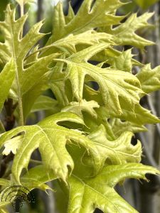 Quercus palustris 'Green Pillar' (='Pringreen')