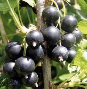 Ribes nigr. 'Silvergieter's Zwarte'