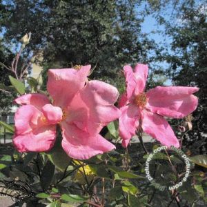 Rosa (CH) 'Mutabilis'