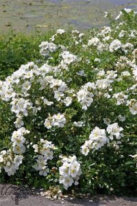Rosa (H) 'Rugby' ®