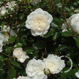 Rosa (H) 'Snow Ballet'®