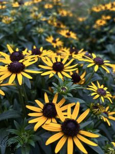 Rudbeckia fulgida 'Goldsturm'