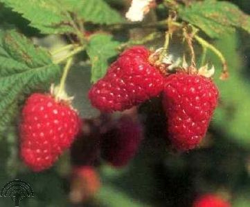 Rubus idaeus