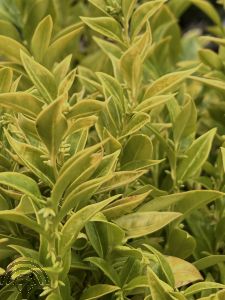 Sarcococca confusa