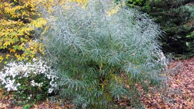 Salix elaeagnos subsp. angustifolia