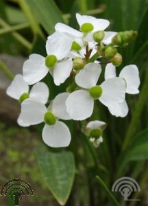 Sagittaria graminea