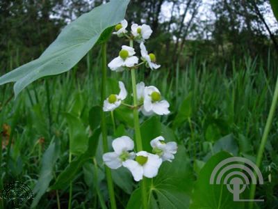 Sagittaria latifolia