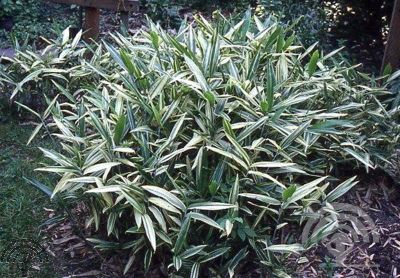 Sasaella masamuneana 'Albostriata'