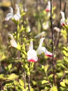 Salvia micr. 'Hot Lips'