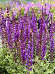 Salvia nemorosa 'Ostfriesland'