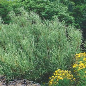 Salix rosmarinifolia