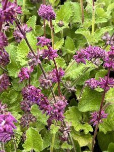Salvia vert. 'Purple Rain'