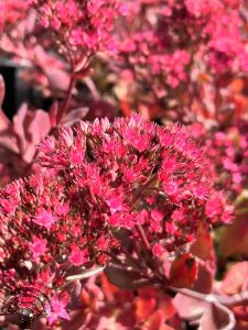 Sedum 'Bertram Anderson'