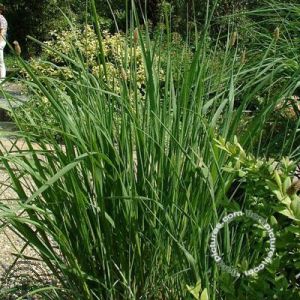 Sesleria caerulea