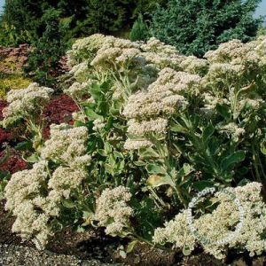 Sedum 'Frosty Morn'