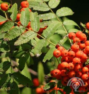 Sorbus auc. 'Sheerwater Seedling'