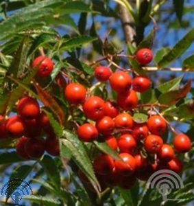 Sorbus 'Dodong'