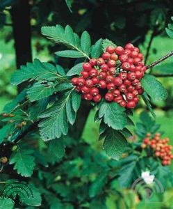 Sorbus intermedia