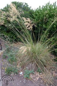 Stipa gigantea