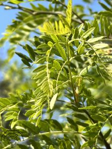 Styphnolobium japonicum