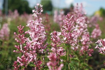Syringa bloomerang® 'Pink Perfume'