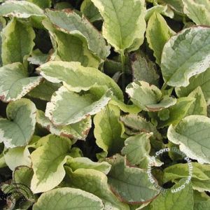 Symphytum grand. 'Goldsmith'