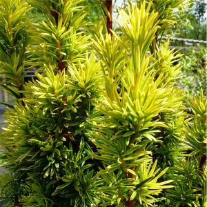 Taxus b. 'Fastigiata Aurea'