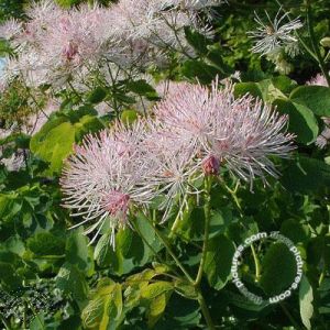 Thalictrum aquilegifolium