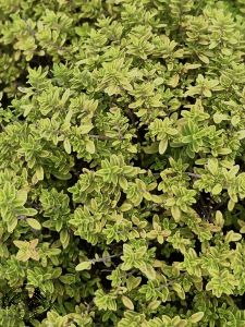 Thymus citriod. 'Aureus'