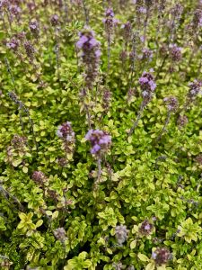 Thymus citriod. 'Bertram Anderson'