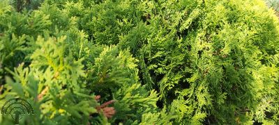 Thuja occ. 'Danica'