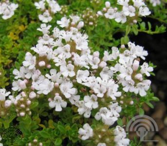 Thymus praecox 'Albiflorus'