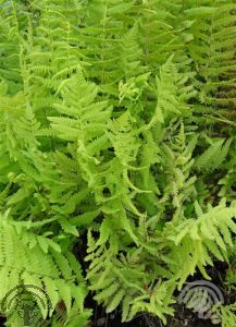 Thelypteris palustris