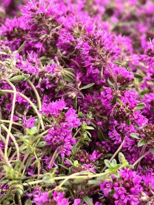 Thymus praecox 'Red Carpet'